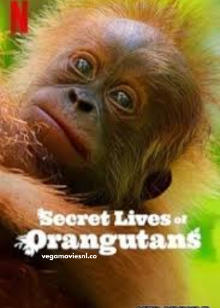 Secret Lives of Orangutans (2024) NF WEB-DL Dual Audio 480p  | 720p | 1080p